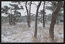 bos in sneeuw MG 9819-2 kopie